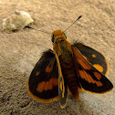 Yellow band or Pava dart