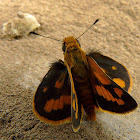 Yellow band or Pava dart