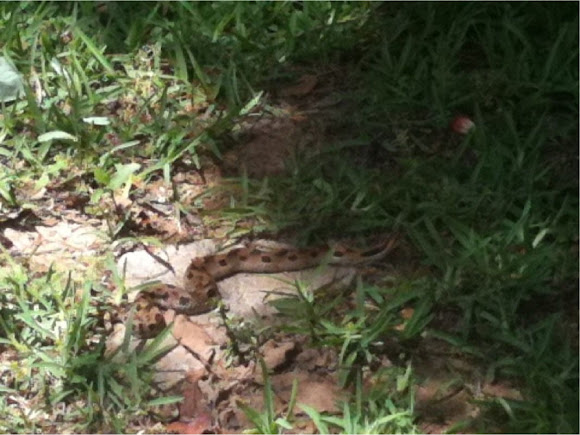 Spotting Image 1