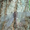 Antlion