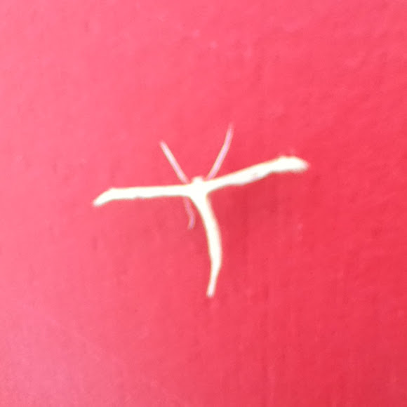 Spotting Image 1