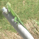 Anole