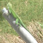 Anole