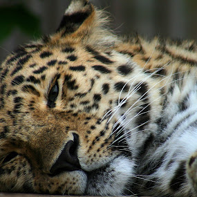 Lazy Leopard by Martin Thomas - Wildlife Mammals