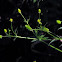 Bristly Buttercup