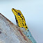 Yellow-headed Dwarf Gecko