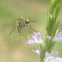 Bee Fly