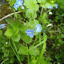 Veronica spec.