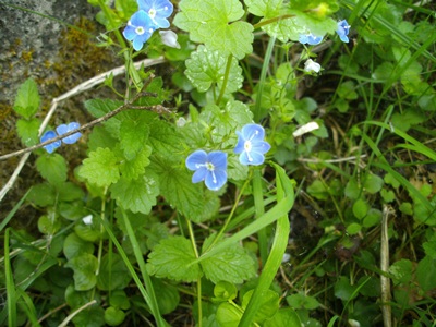 Spotting Image 1