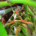 green moth