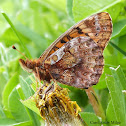 Meadow Fritillary Butterfly