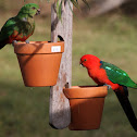 King Parrot (Female and Male)