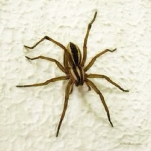 Spotting Image 1