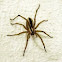 Rabid wolf spider
