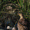 Double-banded Sandgrouse