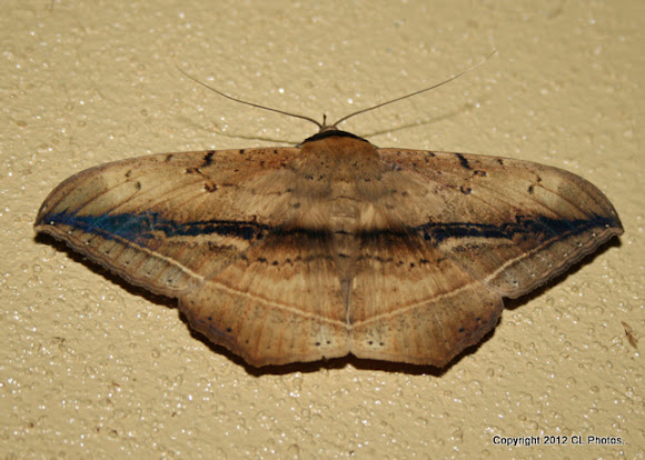 Spotting Image 1