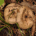 Russula