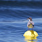 Forster's Tern