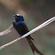 Black Drongo