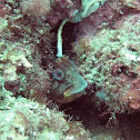 Blenny
