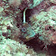 Blenny