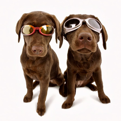 gafas para perros