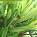 Harlequin Ladybug