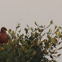 Western Marsh Harrier
