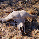 Cape Buffalo Skull