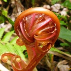 Fern tree's leaf