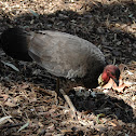 Australian Brush-turkey