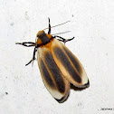 Erebidae, Arctiinae