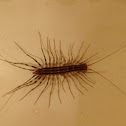 house centipede