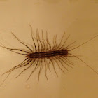 house centipede