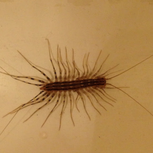 Spotting Image 1