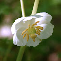 Mayapple