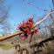 Red maple
