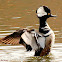Hooded merganser