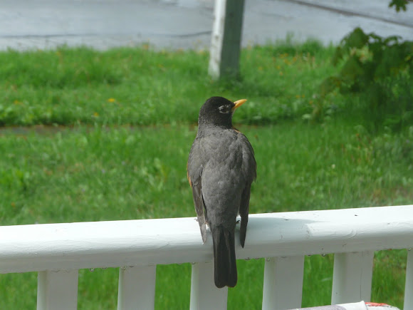 Spotting Image 1