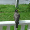 Robin and nest