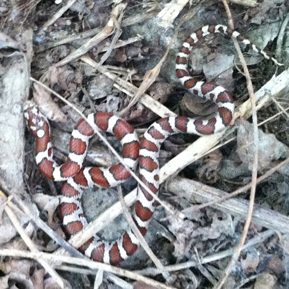 Spotting Image 1
