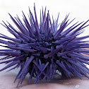 Purple Sea Urchin