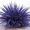 Purple Sea Urchin