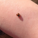 Two spotted ladybug