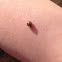 Two spotted ladybug