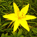 Gelbe Lilie