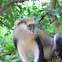 Mona Monkey