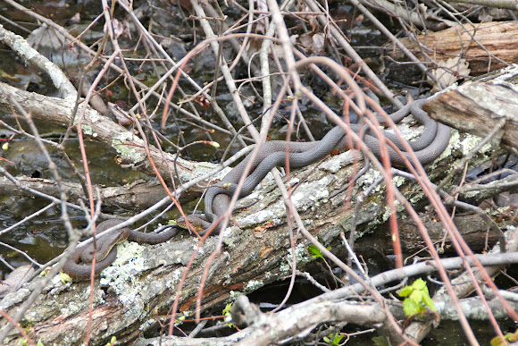 Spotting Image 1