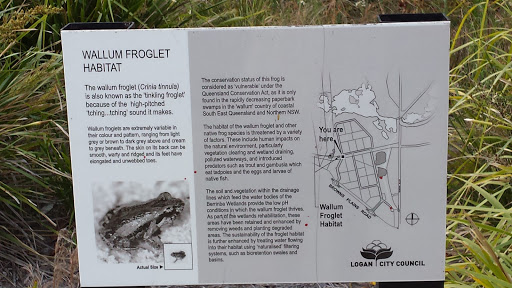 Wallum Froglet Habitat