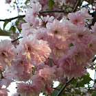 Cherry Blossom